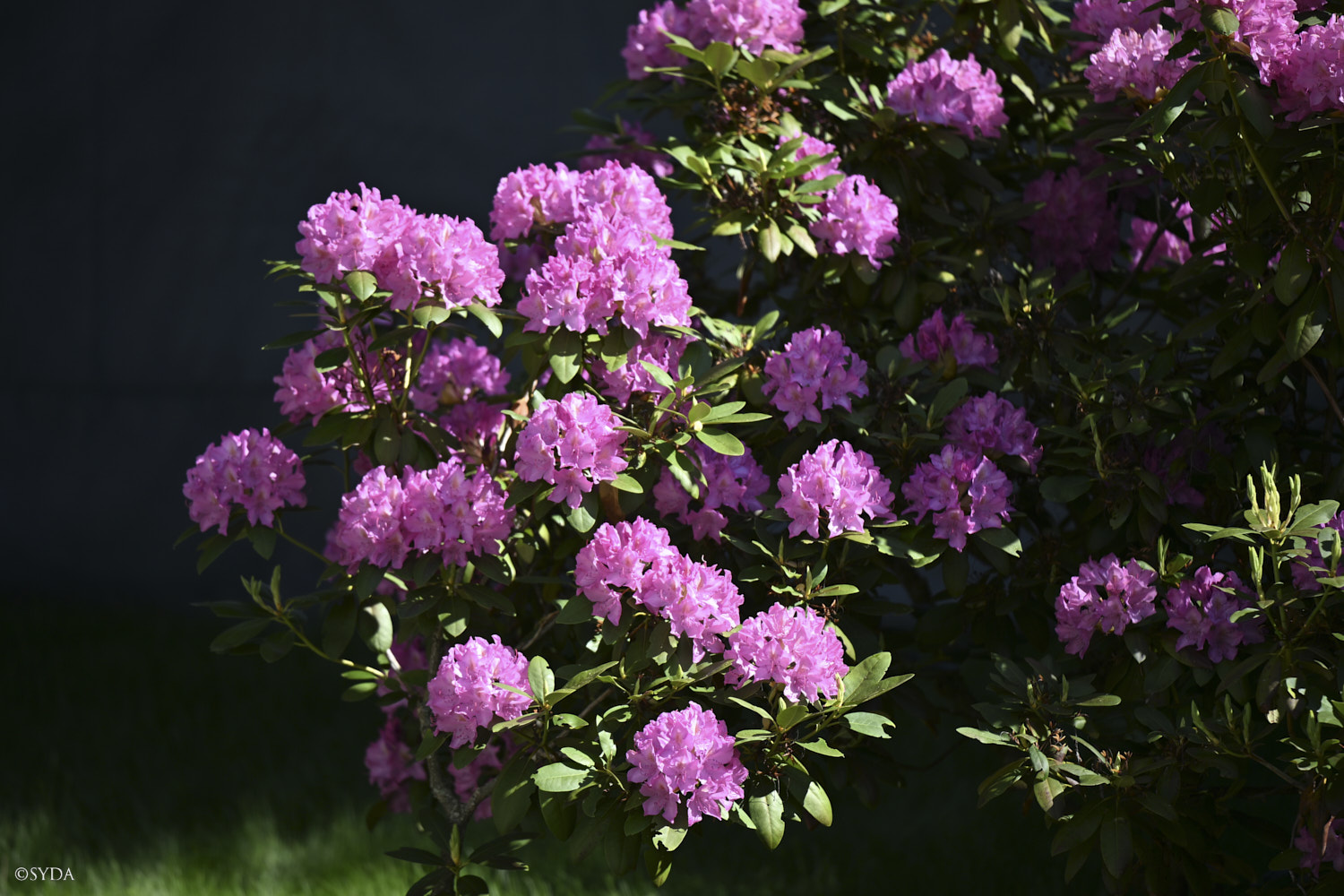 Nature Image