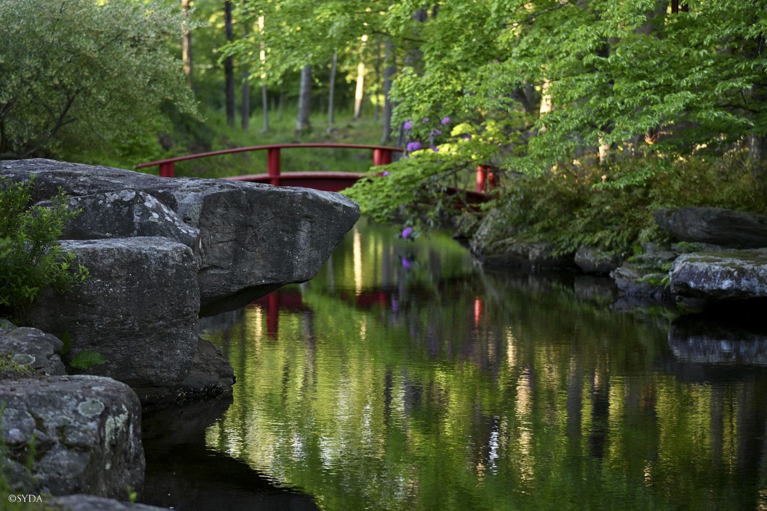 Nature Image