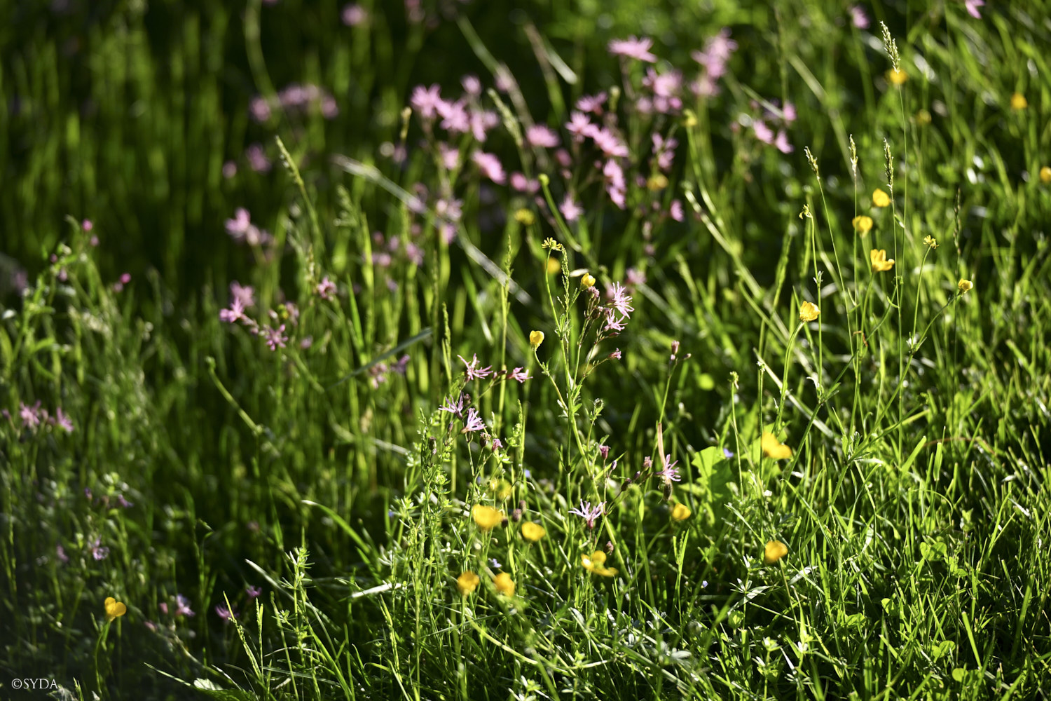 Nature Image