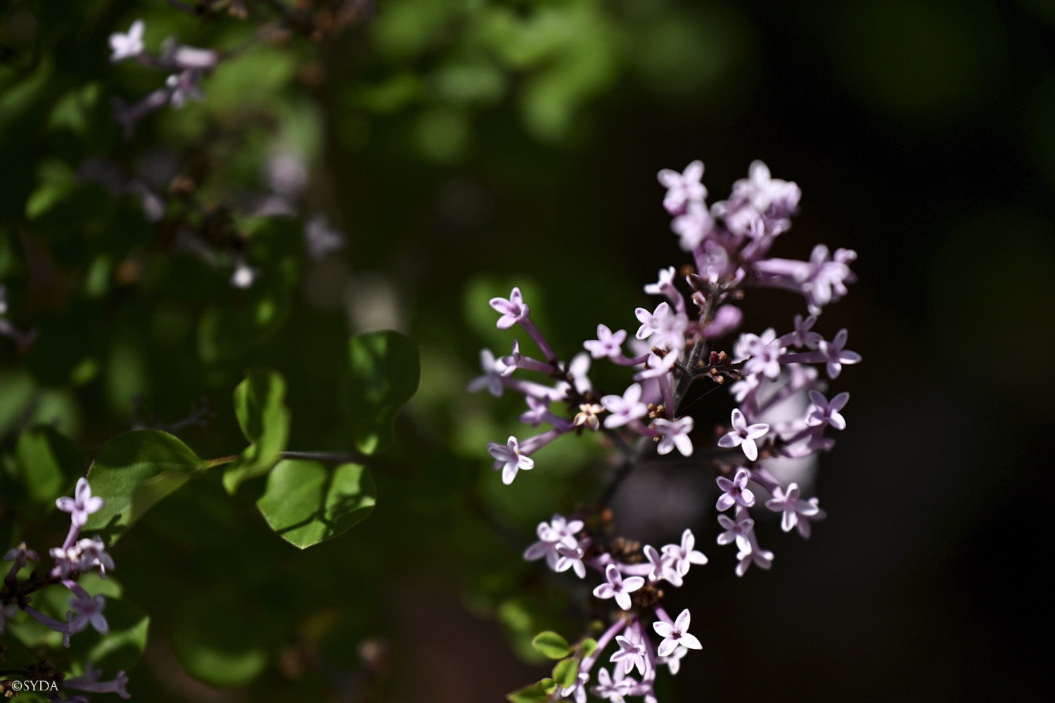 Nature Image
