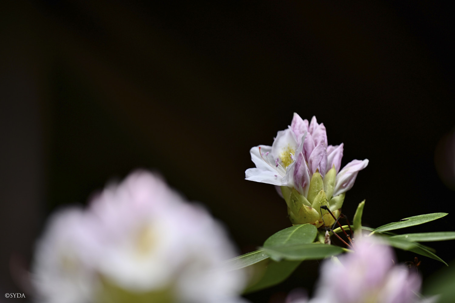 Nature Image