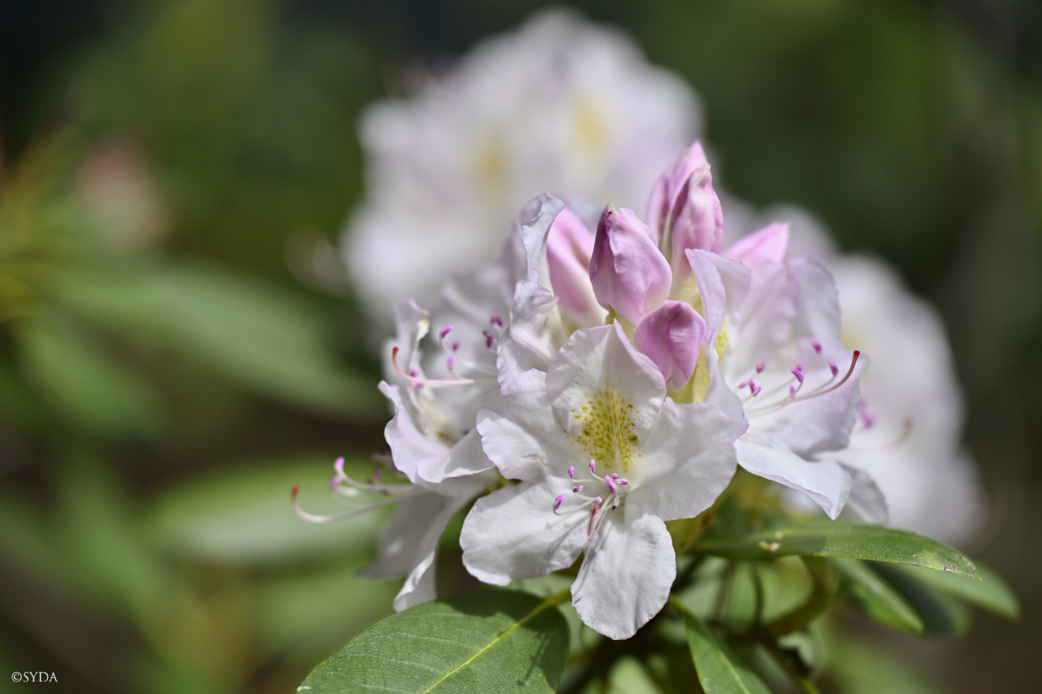 Nature Image