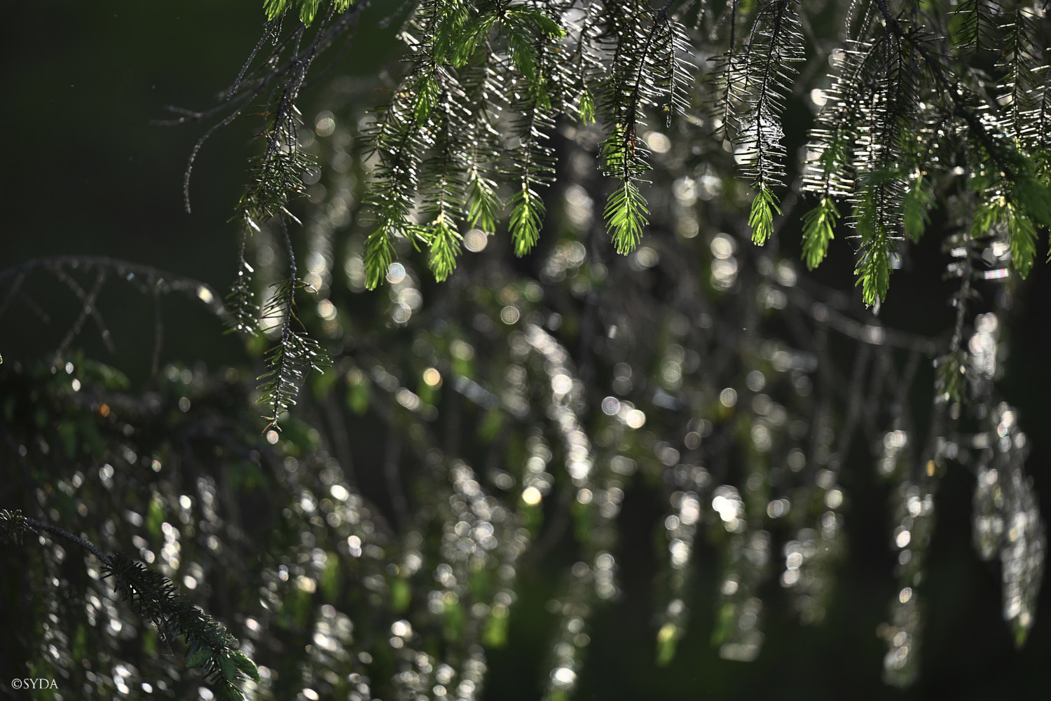 Nature Image