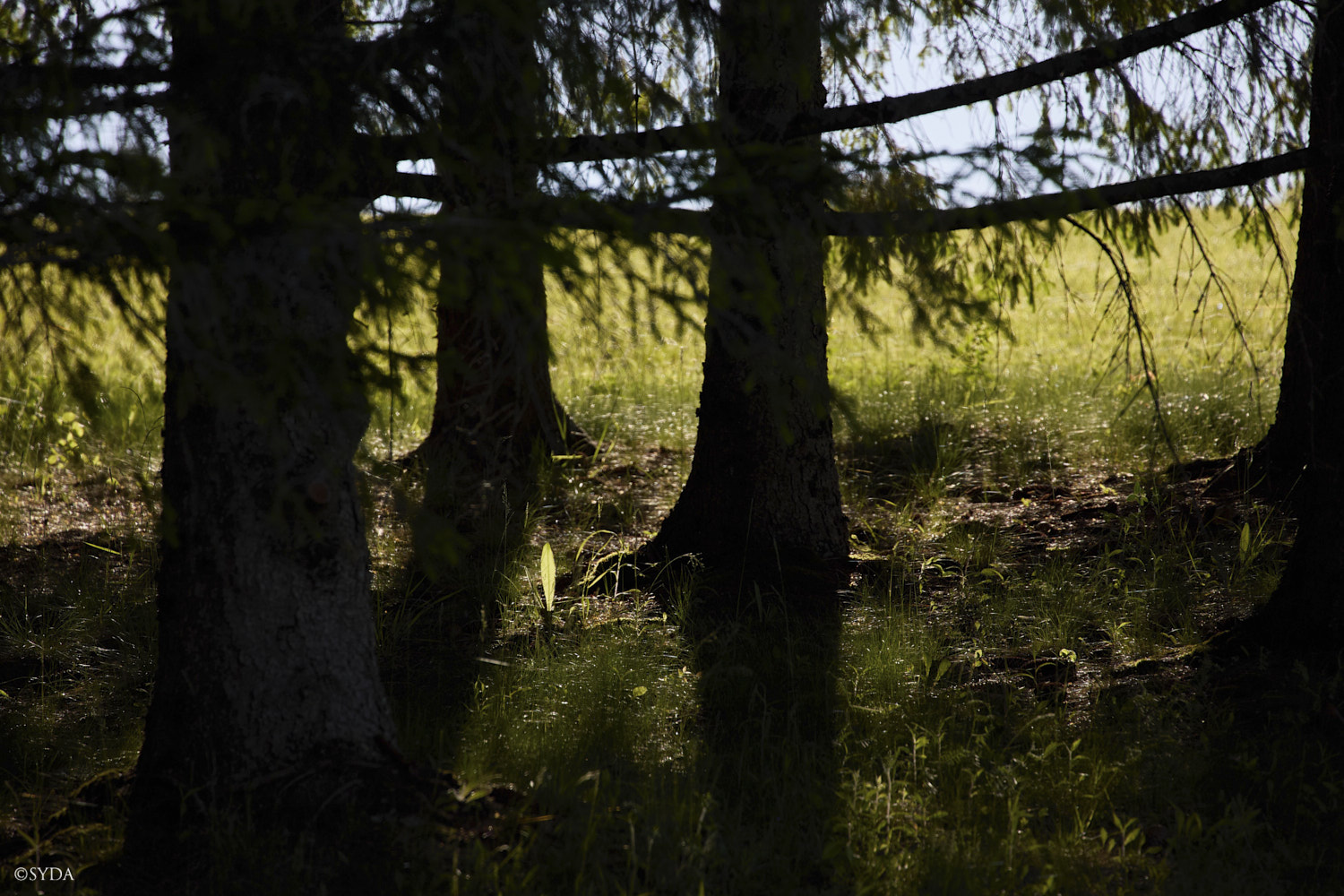 Nature Image