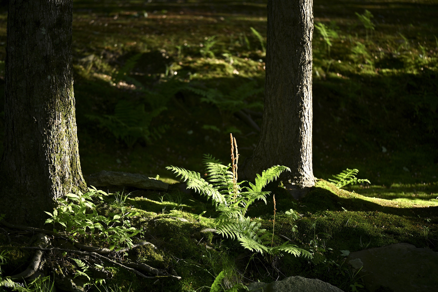 Nature Image