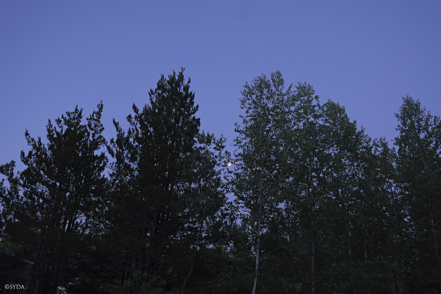 Nature Image