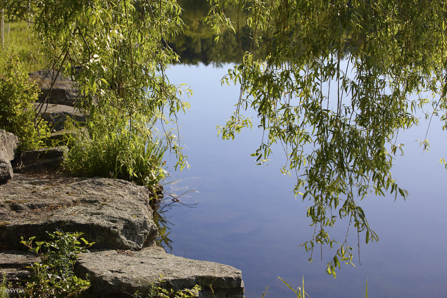 Nature Image