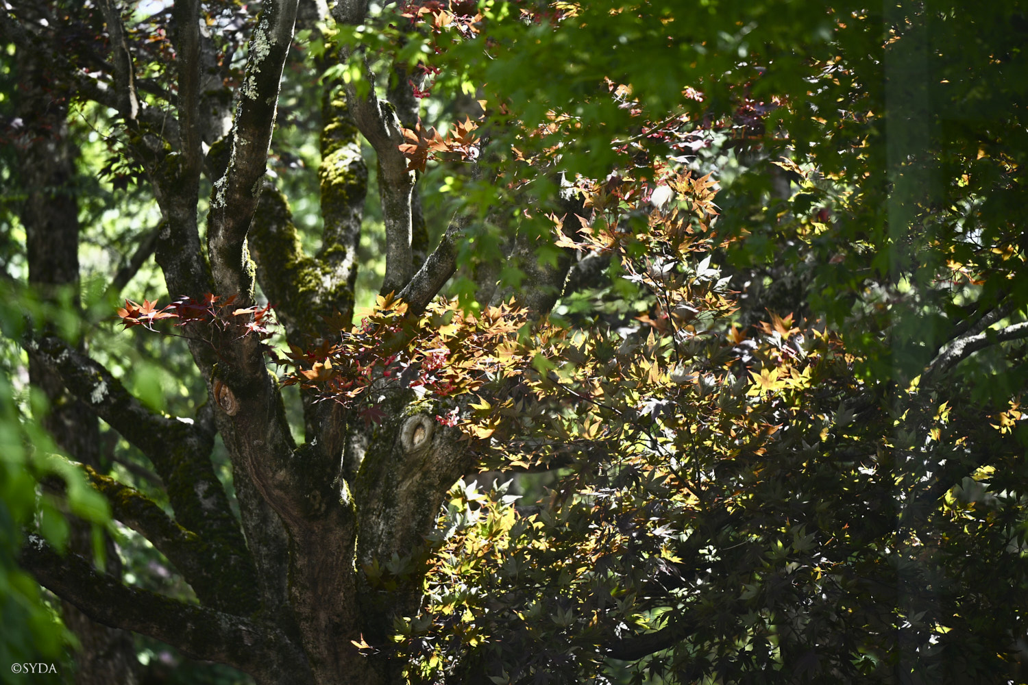 Nature Image