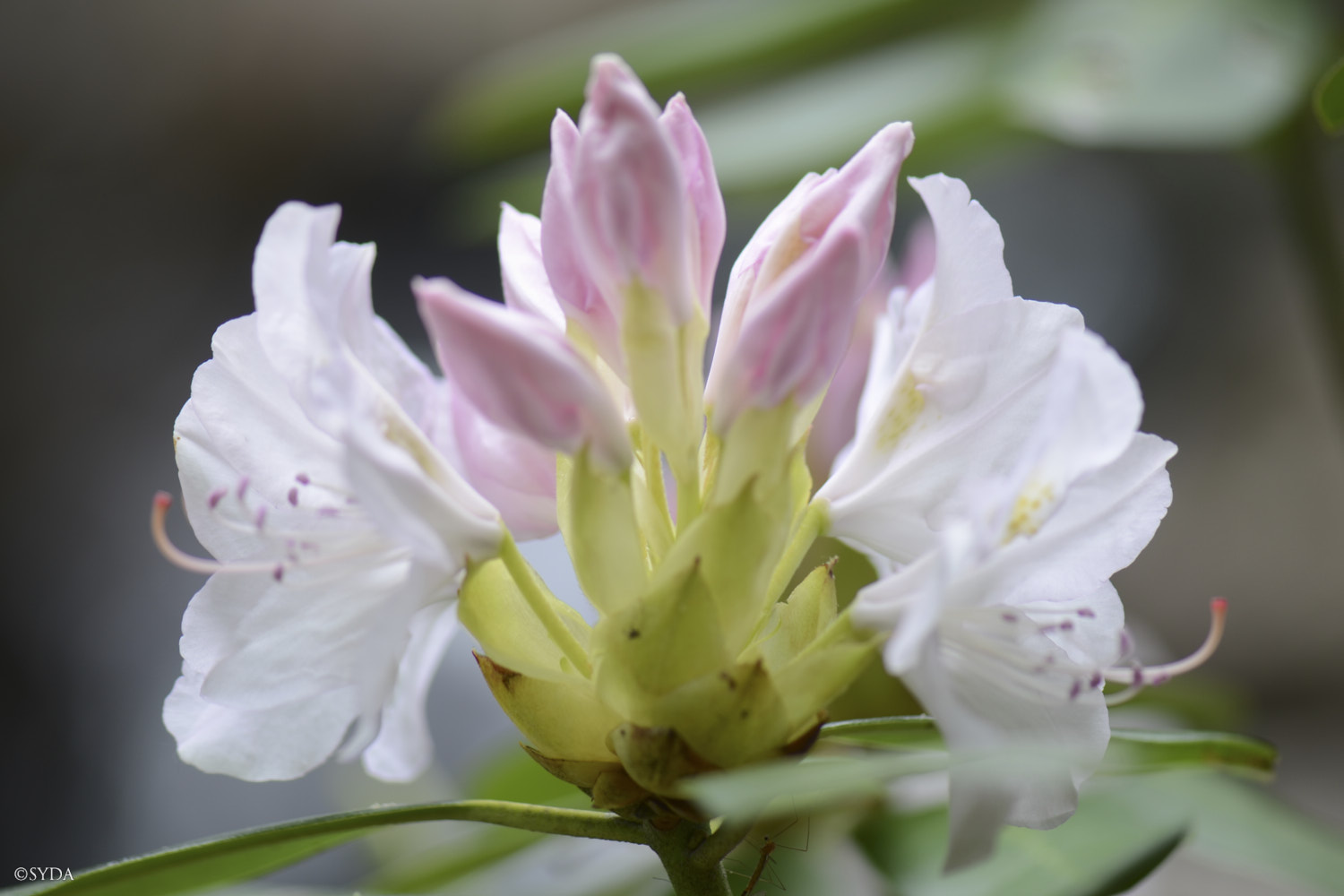 Nature Image