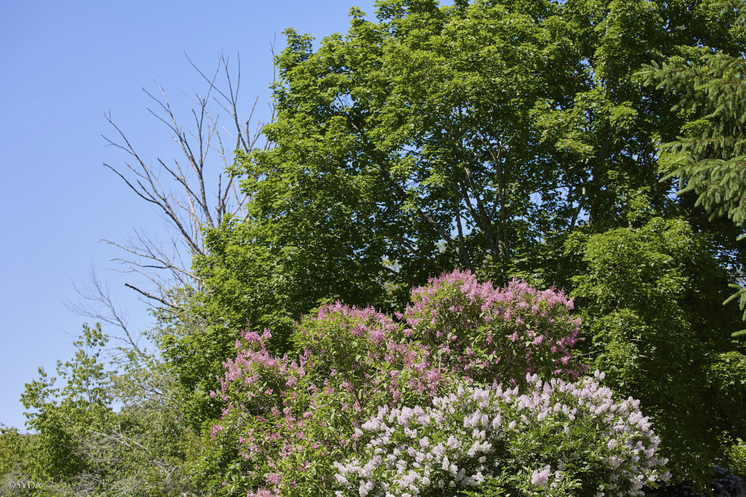 Nature Image