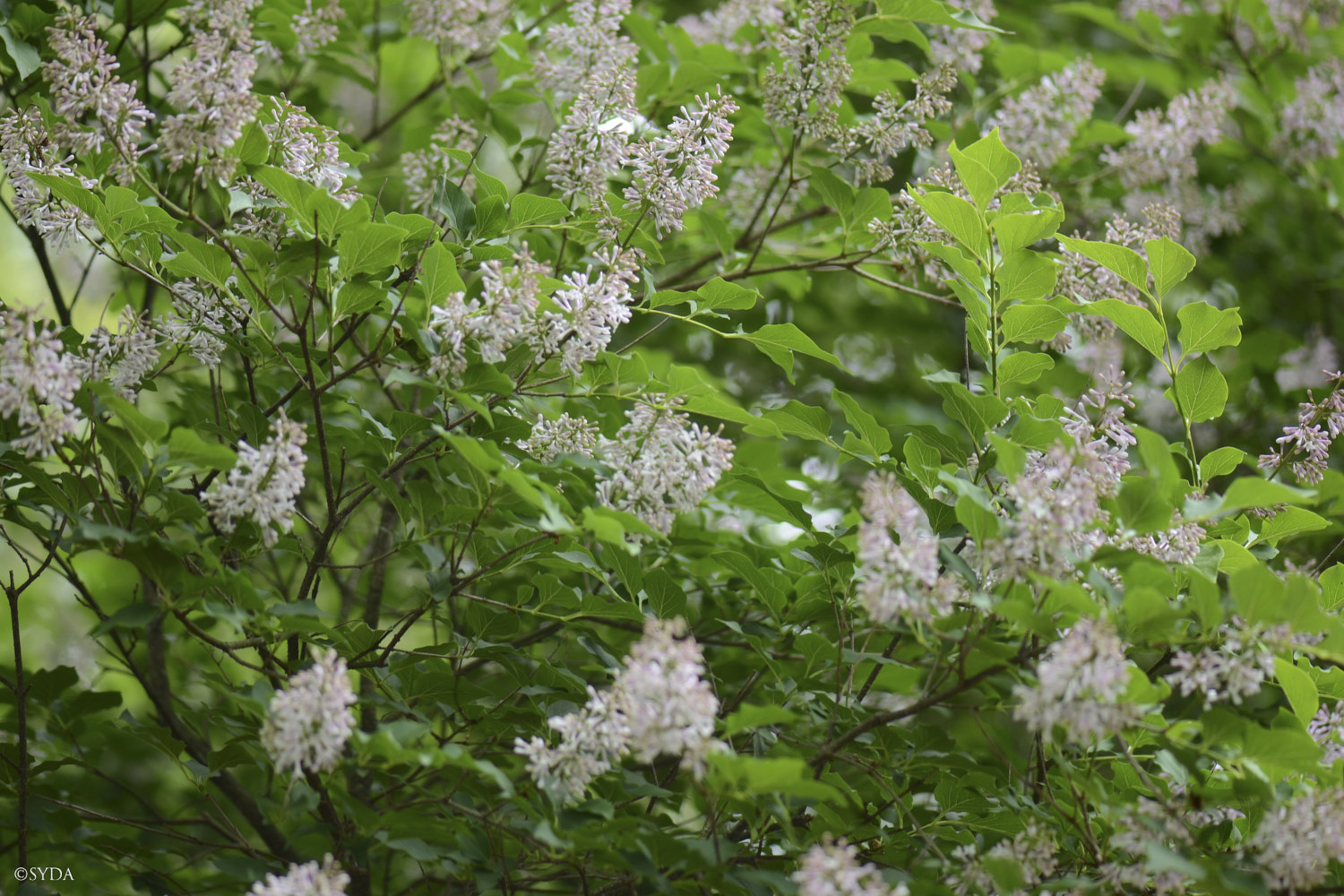 Nature Image