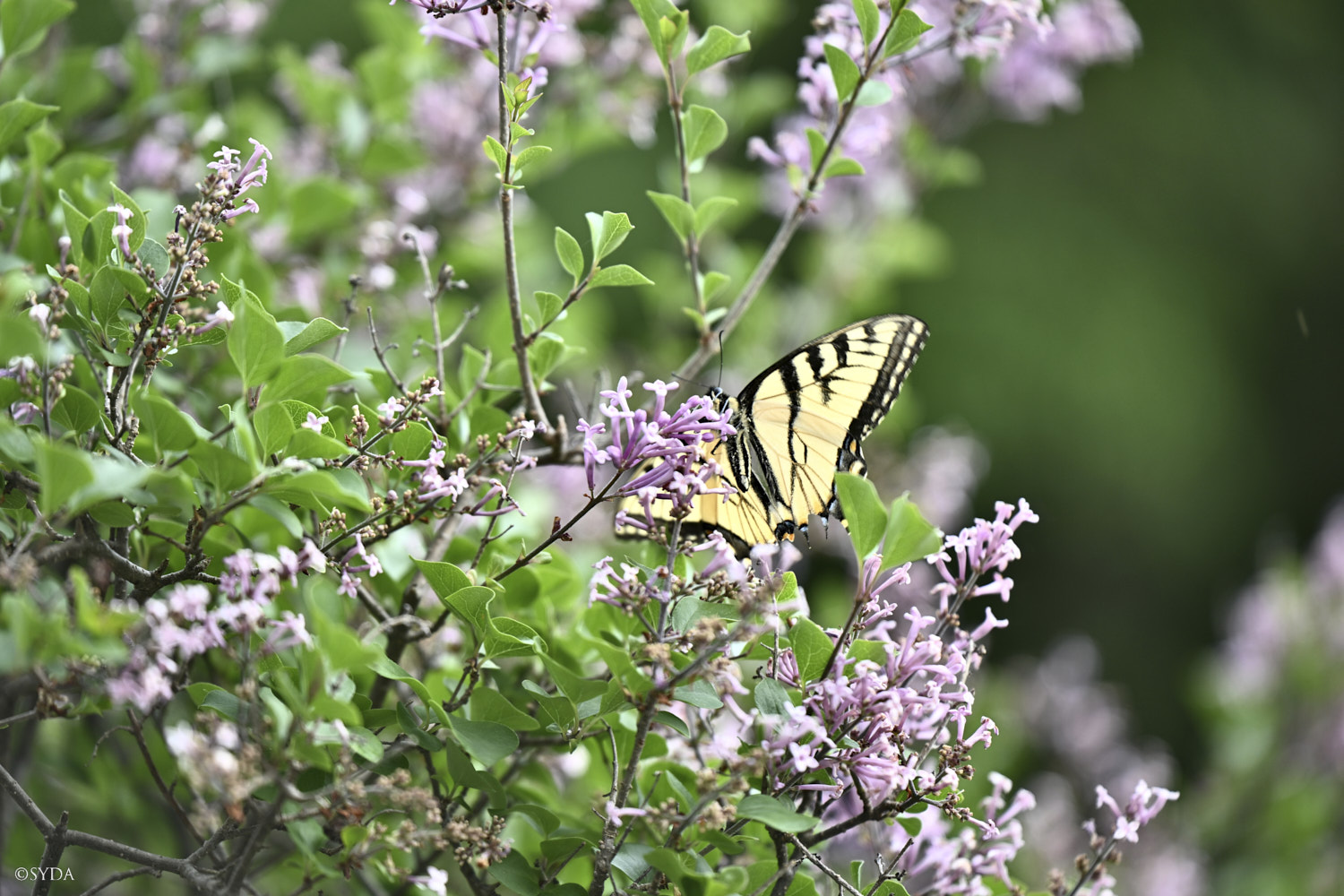 Nature Image