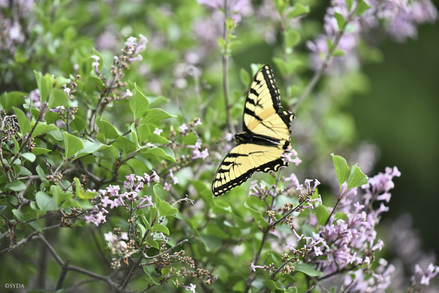 Nature Image