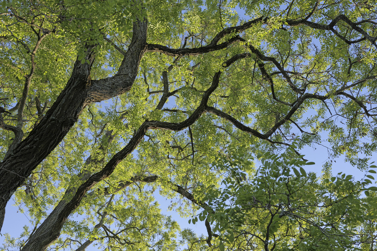 Nature Image