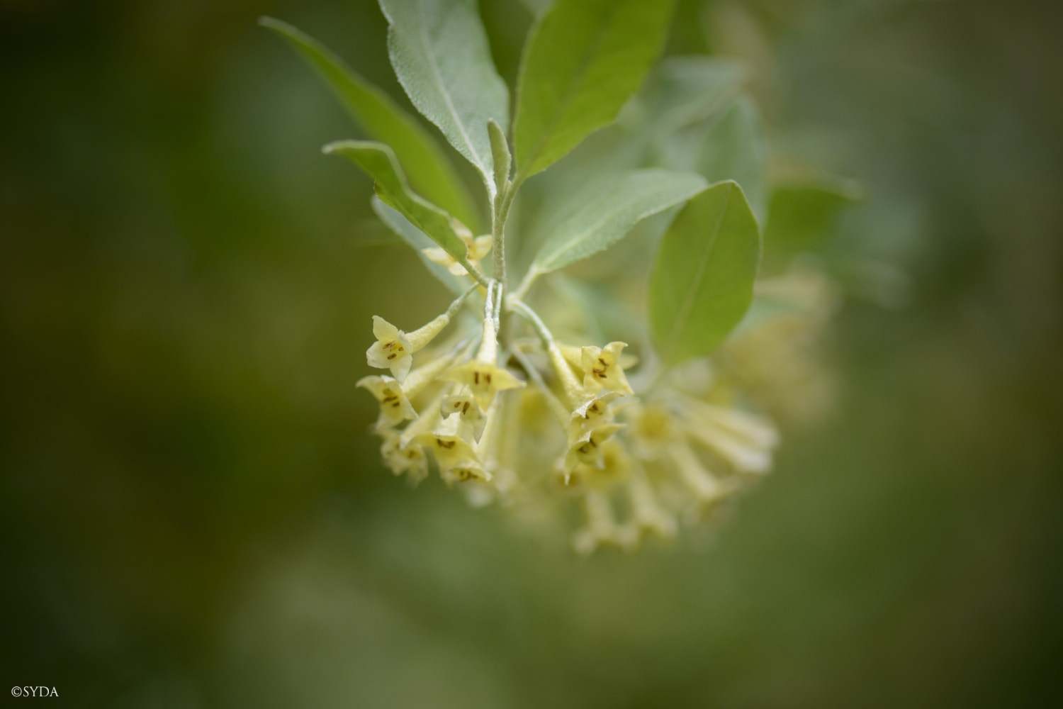 Nature Image