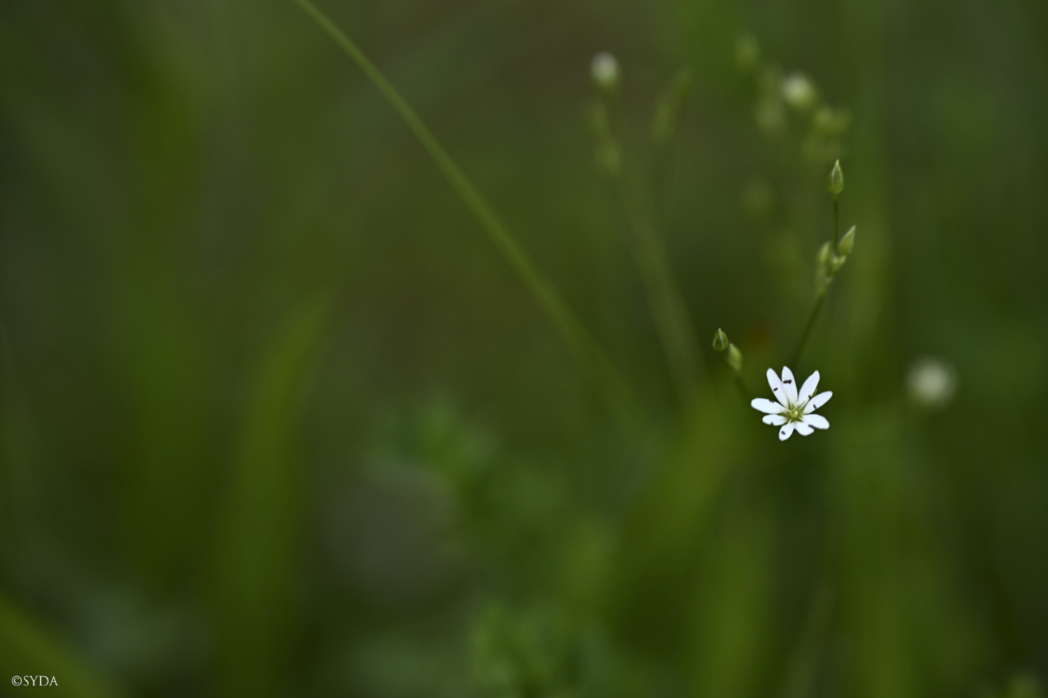 Nature Image