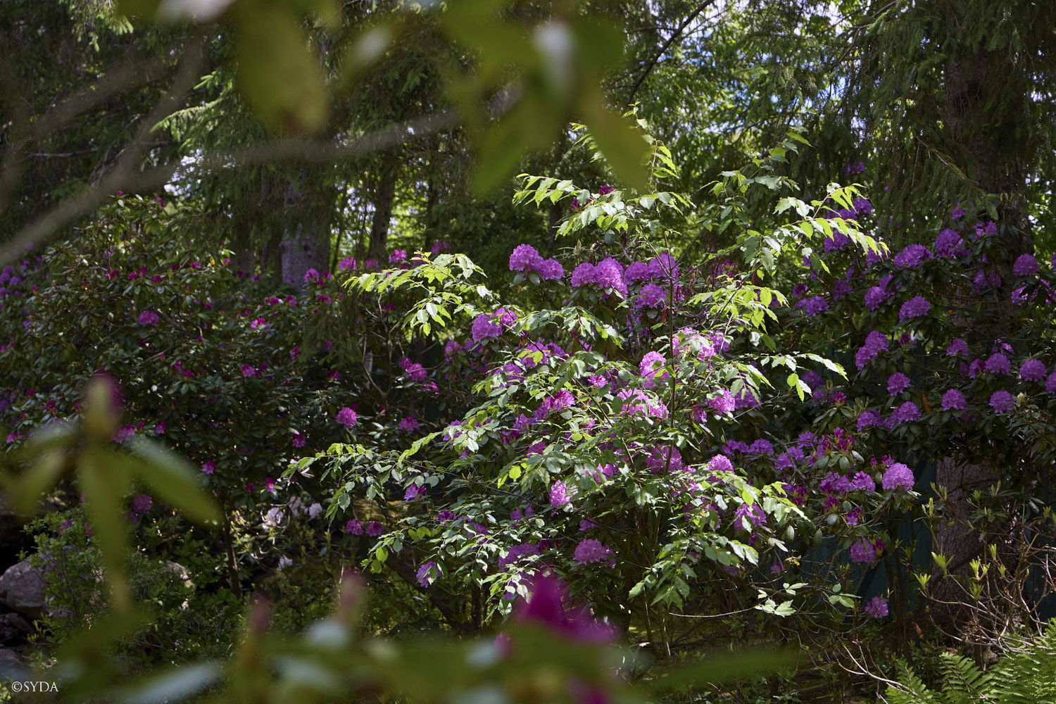 Nature Image