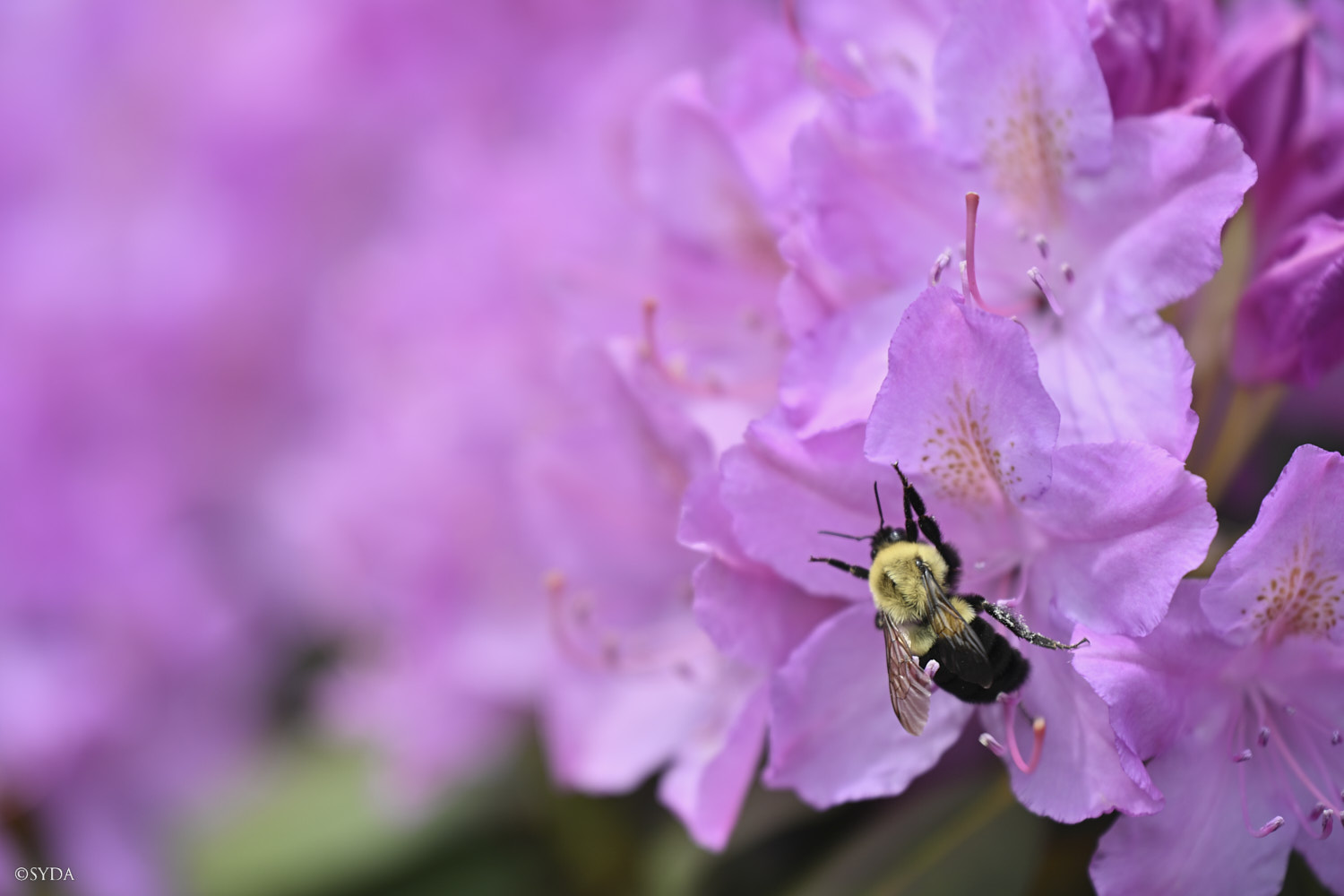 Nature Image