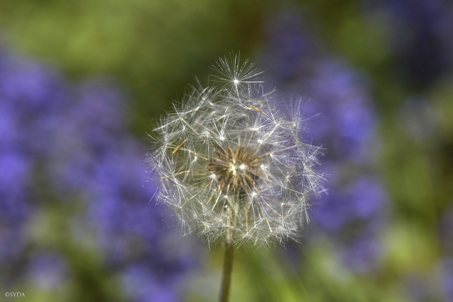 Nature Image