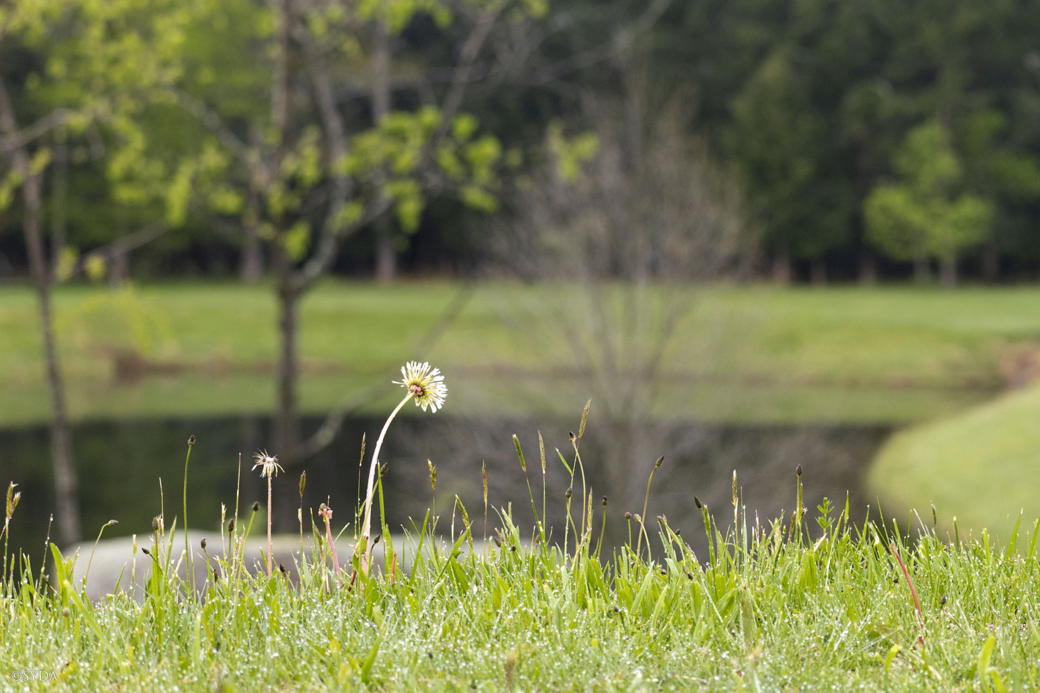 Nature Image