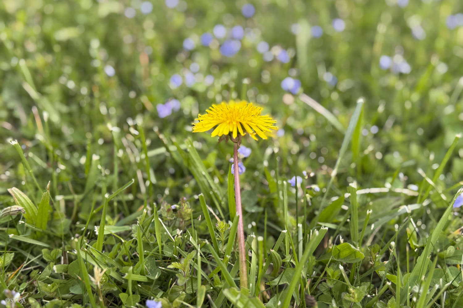 Nature Image