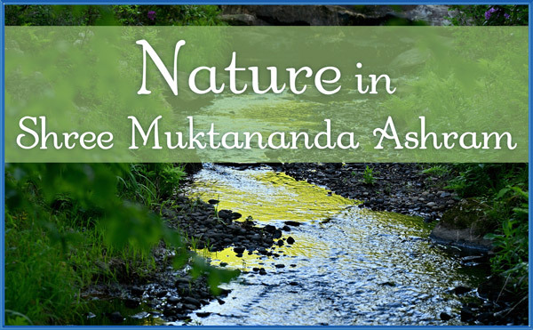Nature in June in Shree Muktananda Ashram
