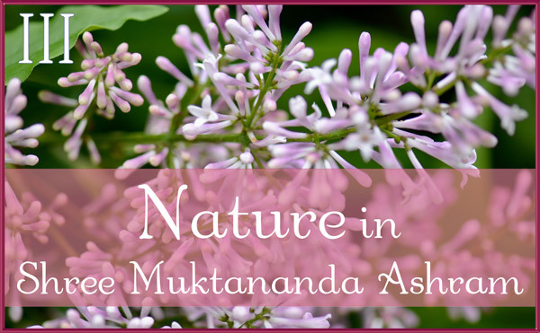 shadow Nature Gallery III in June in Shree Muktananda Ashram