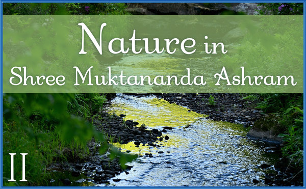 Nature Gallery II in June in Shree Muktananda Ashram