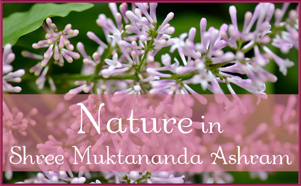 Nature in June in Shree Muktananda Ashram