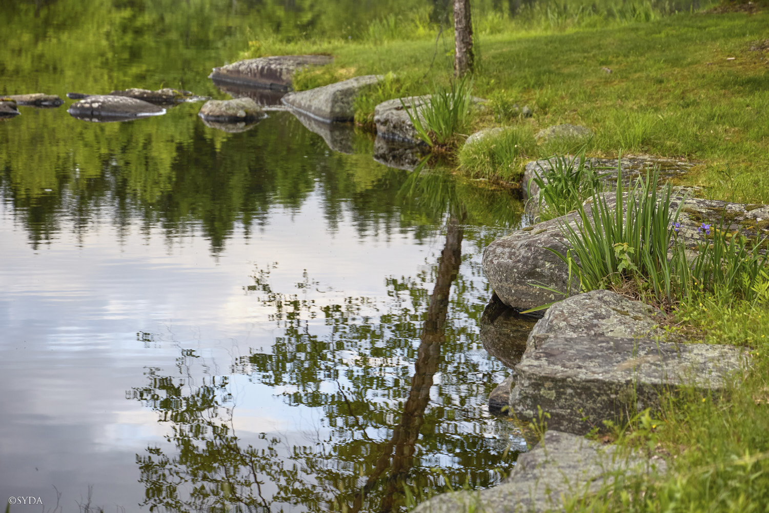 Nature Image