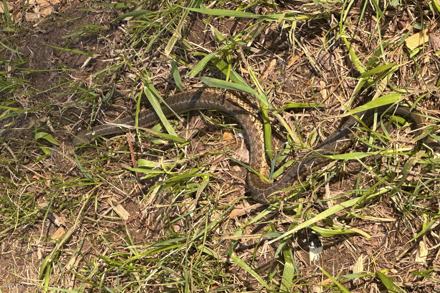 Nature Image