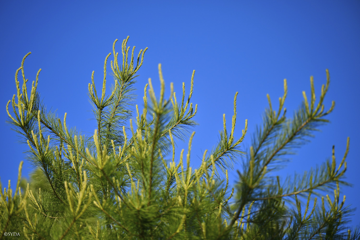 Nature Image