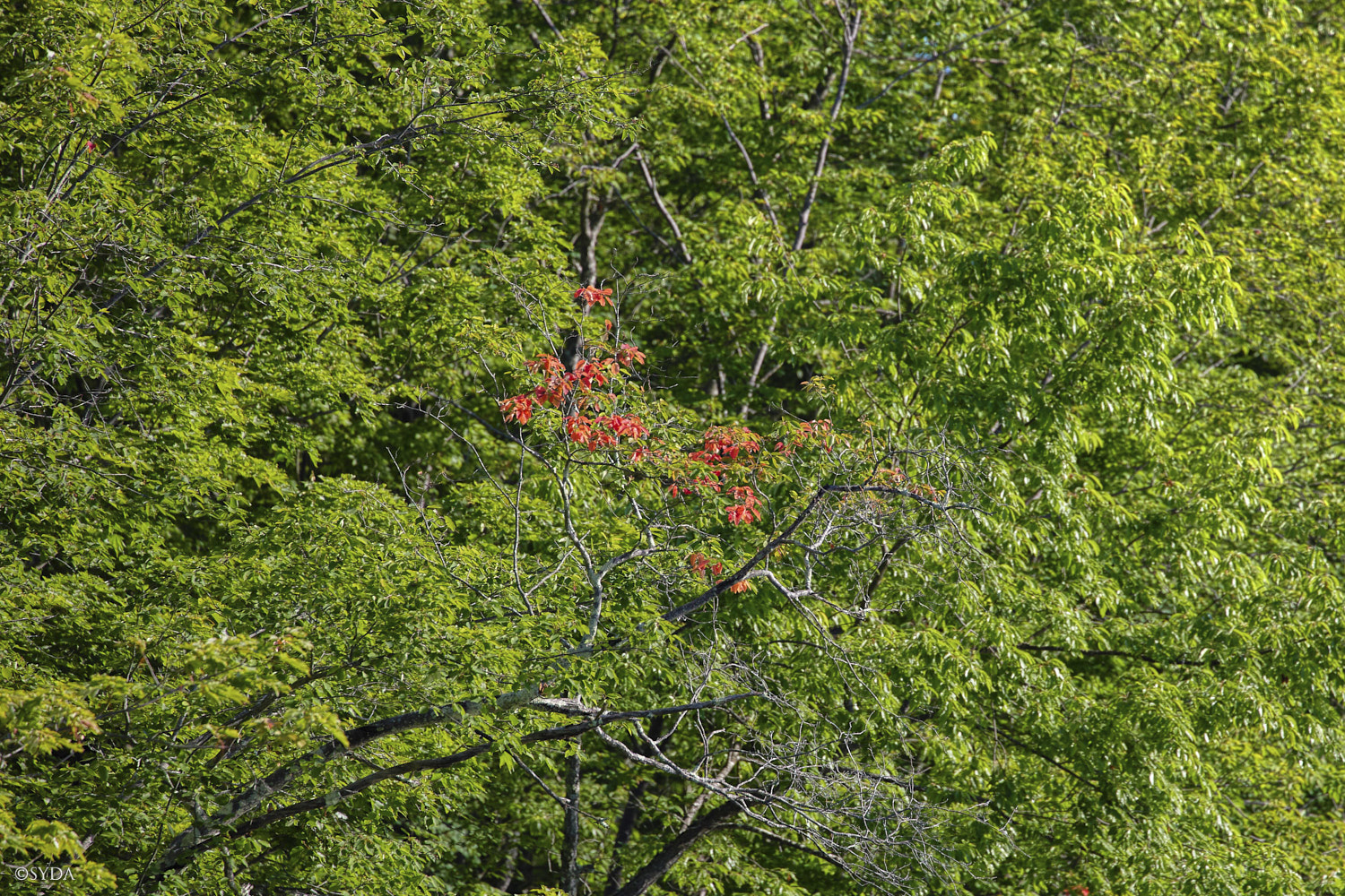 Nature Image
