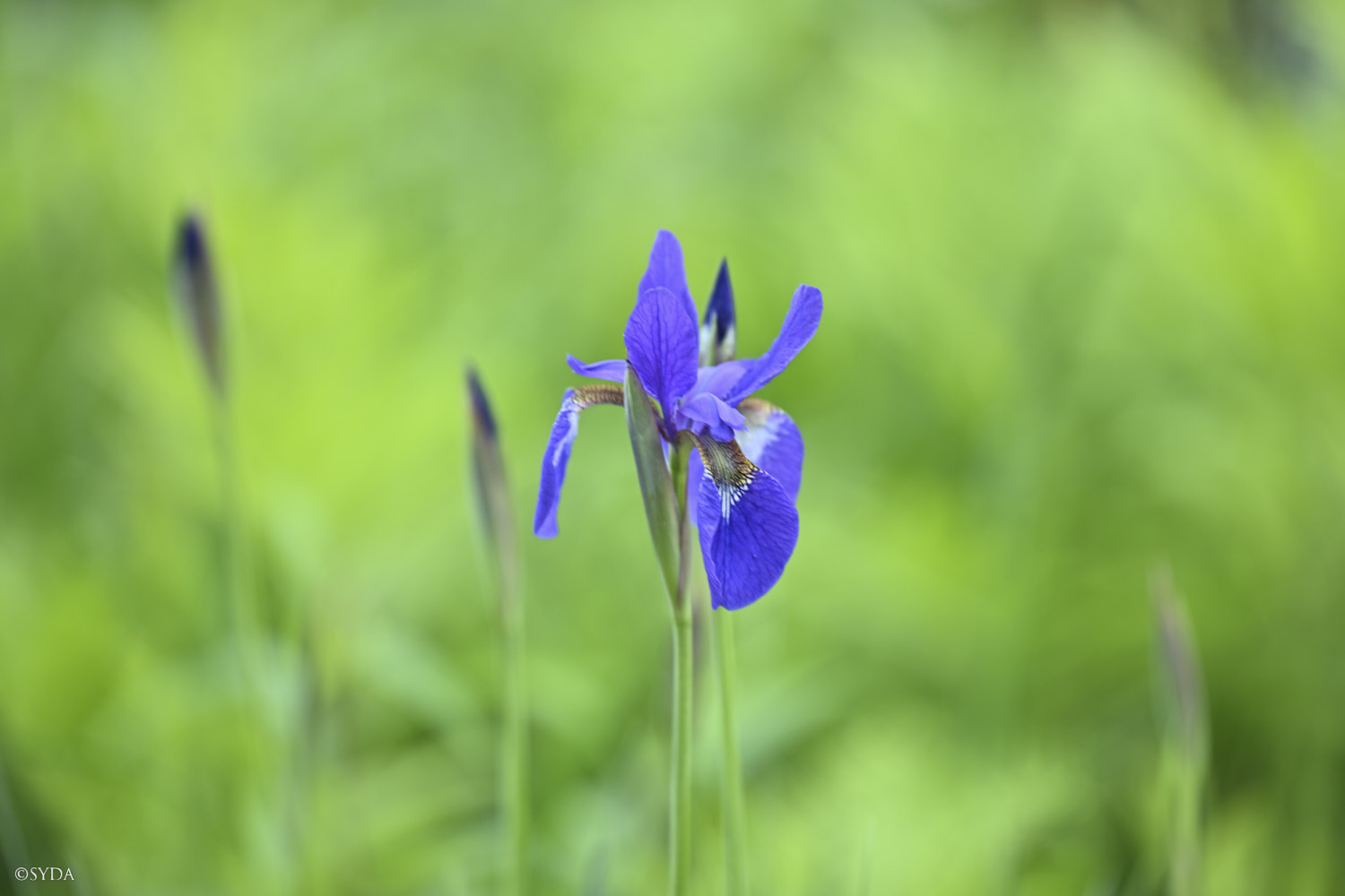 Nature Image