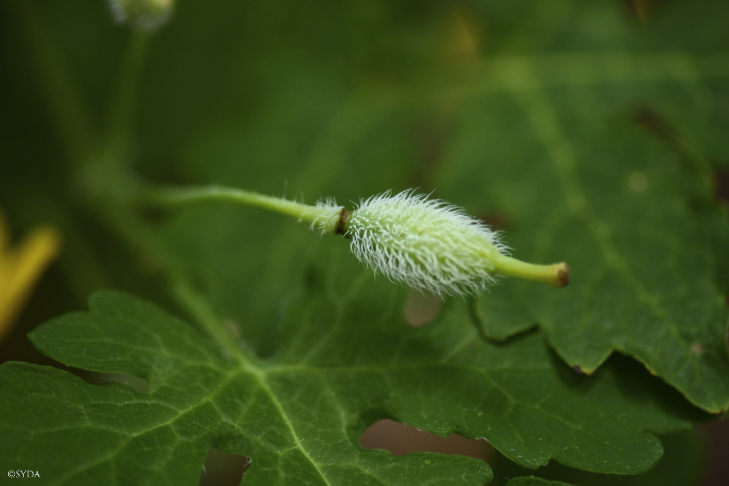 Nature Image