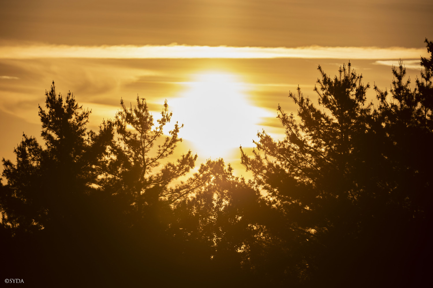Nature Image