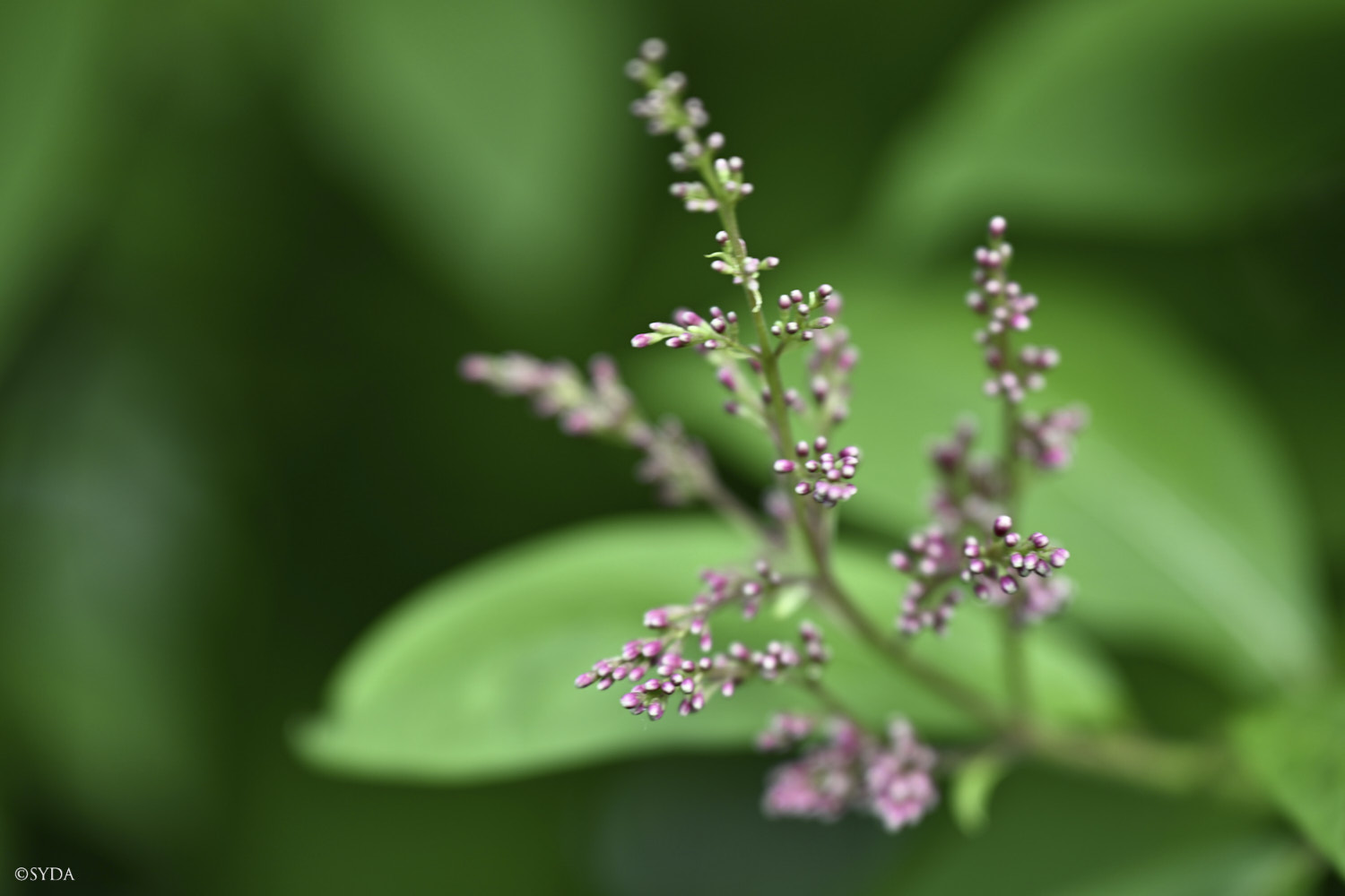 Nature Image