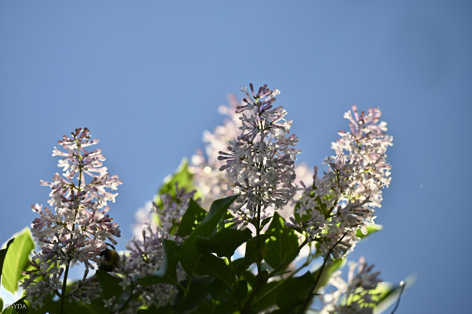 Nature Image