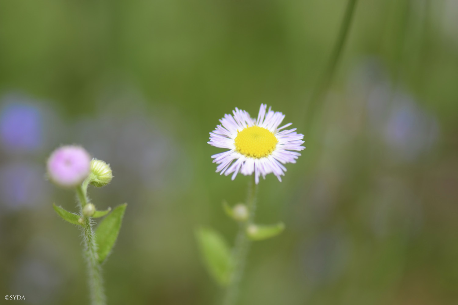 Nature Image