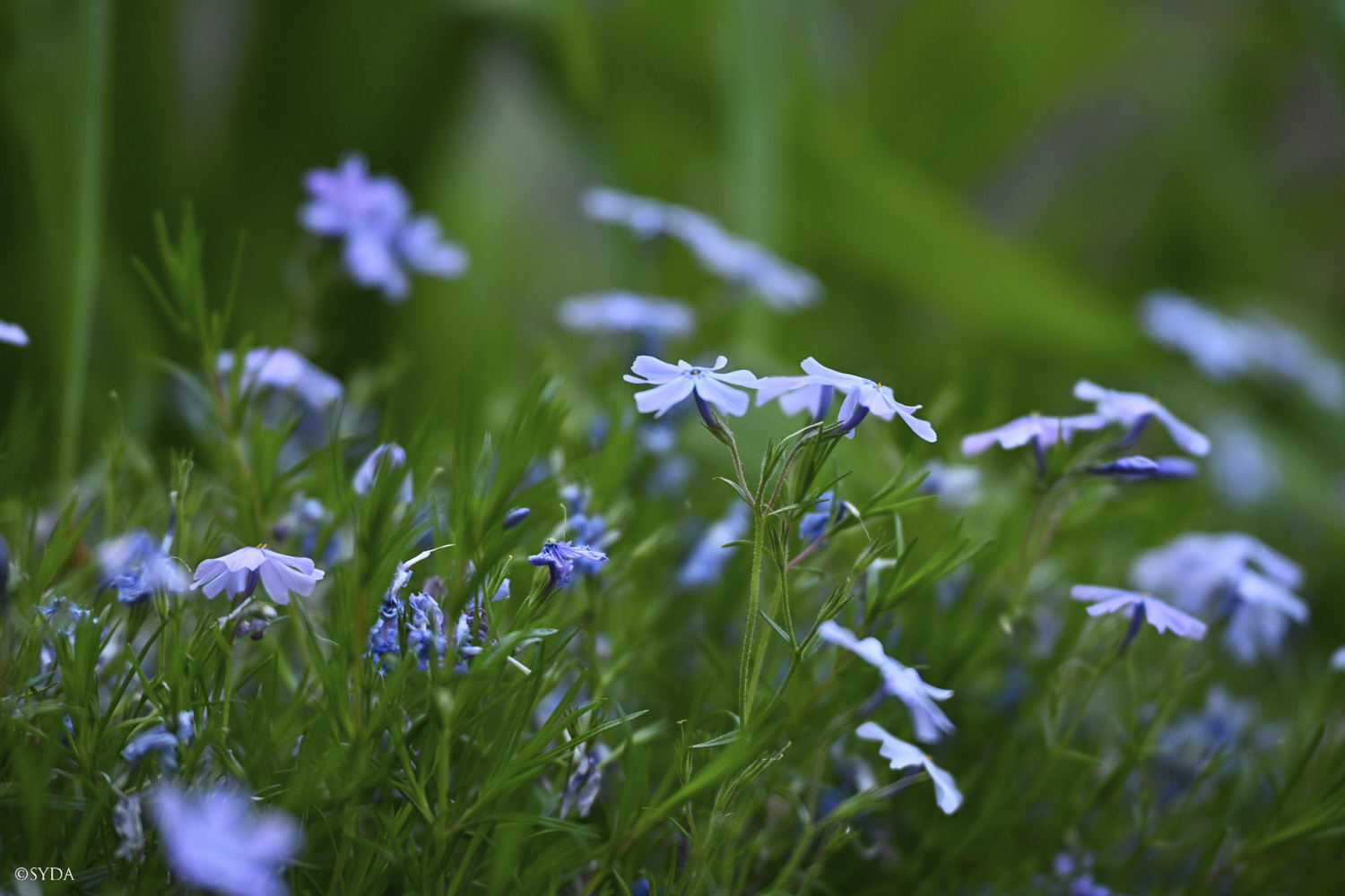 Nature Image