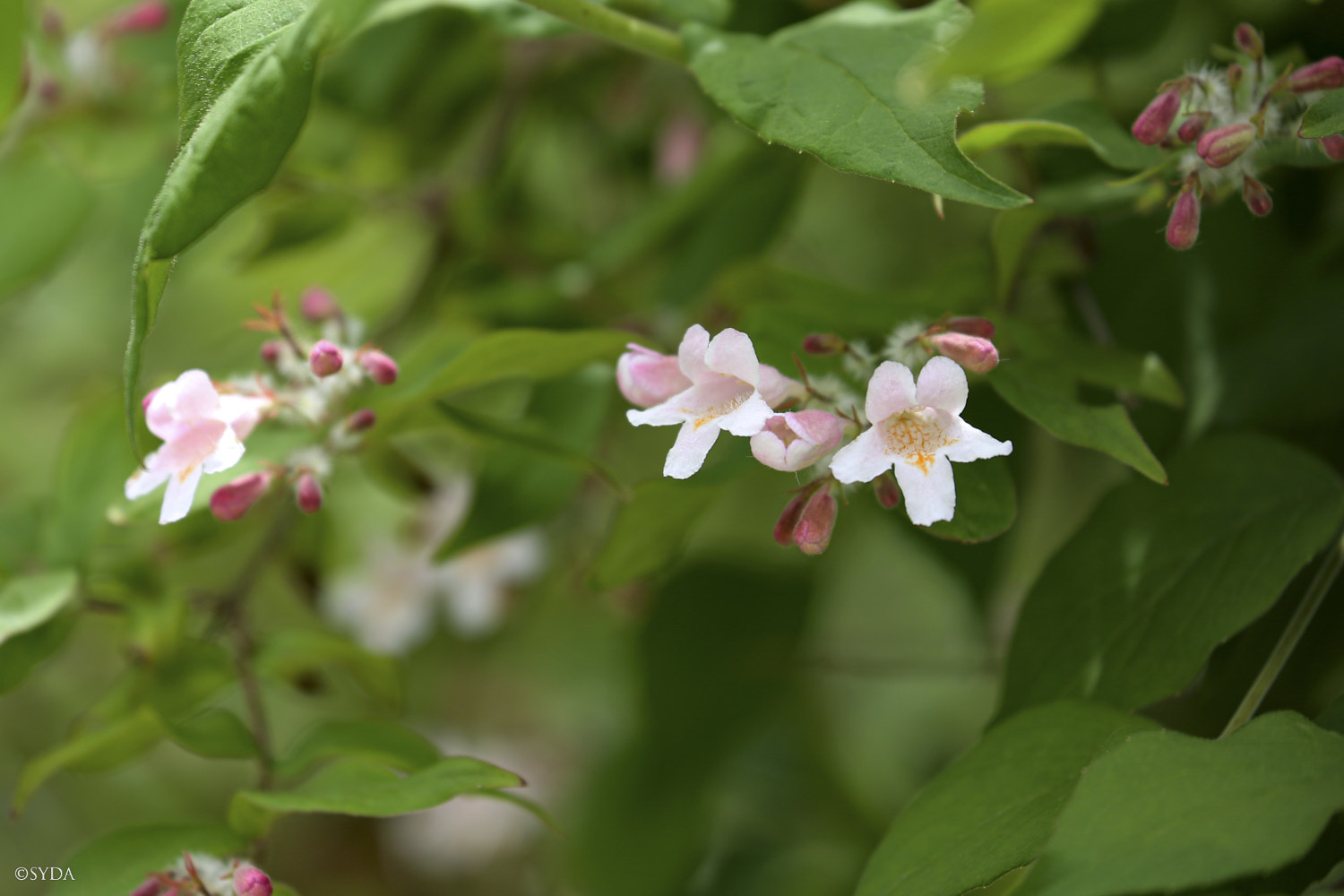 Nature Image