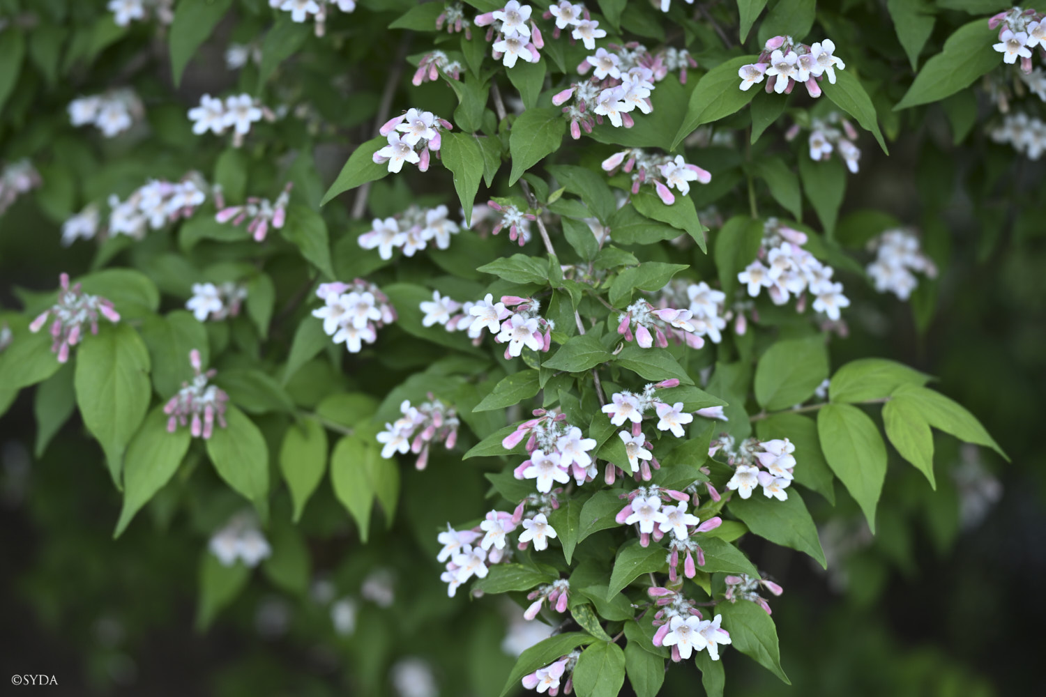Nature Image