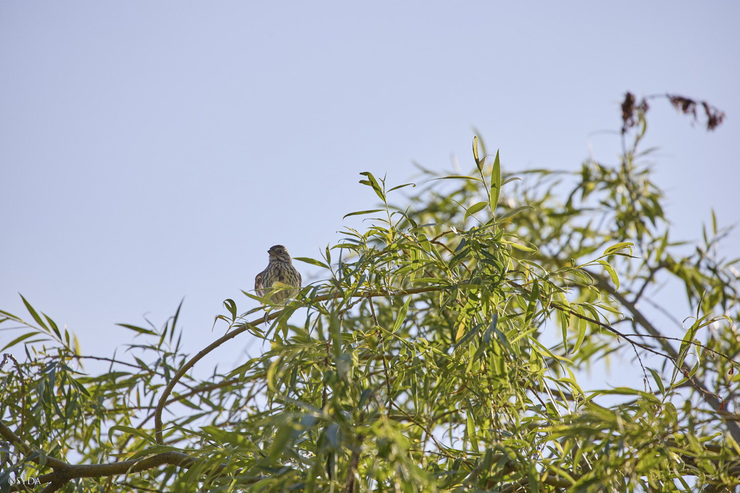 Nature Image