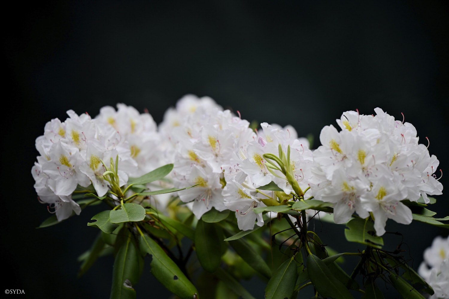 Nature Image