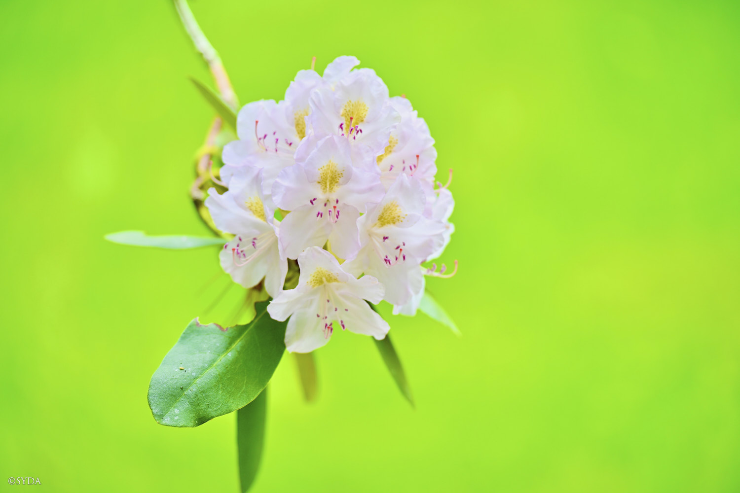 Nature Image