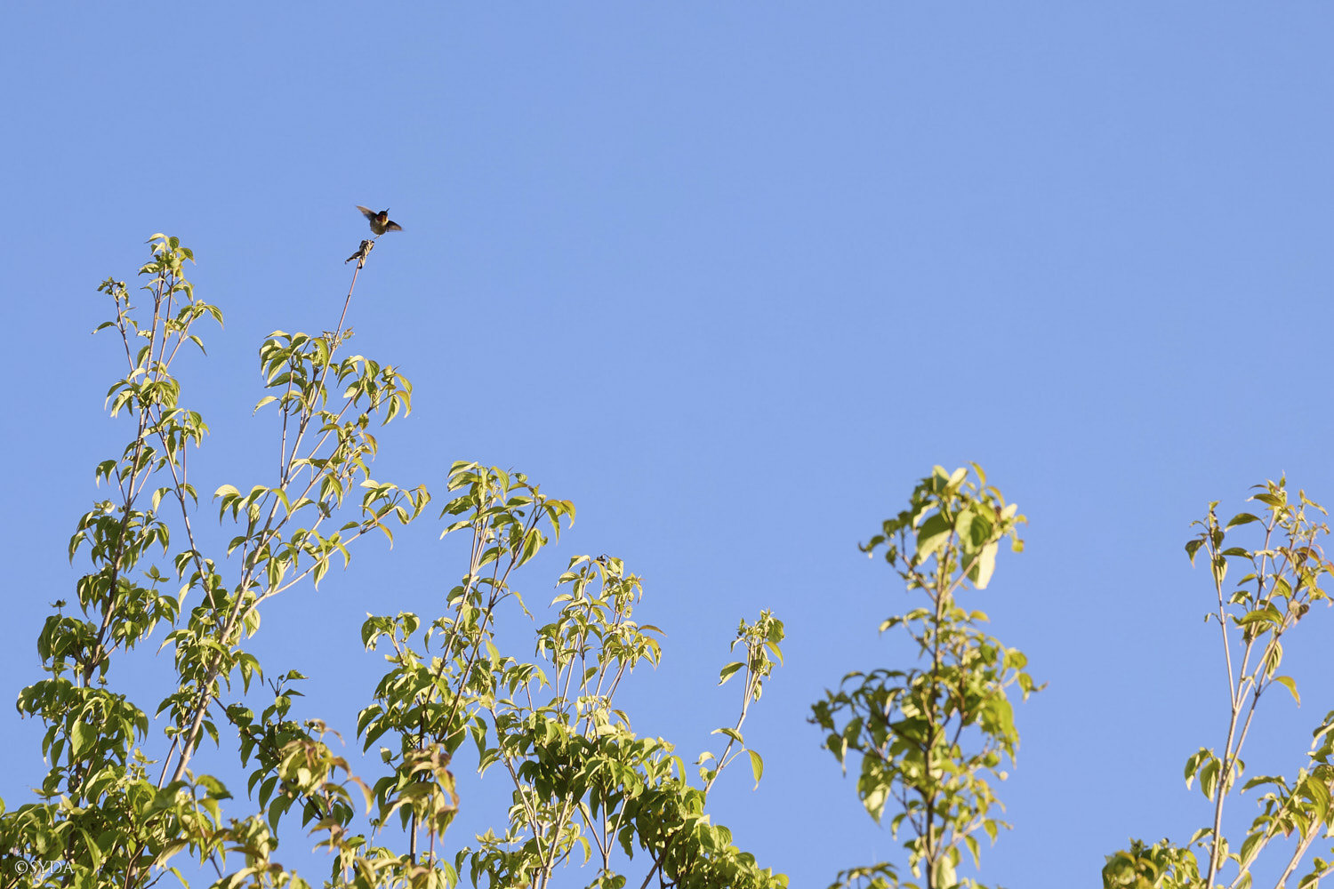 Nature Image