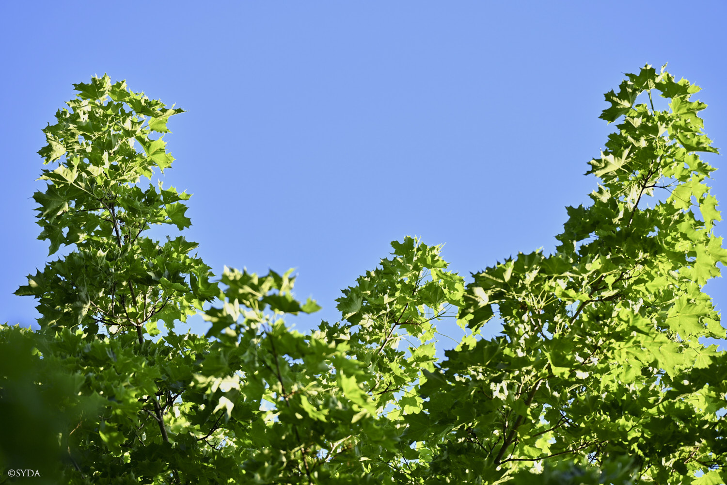 Nature Image