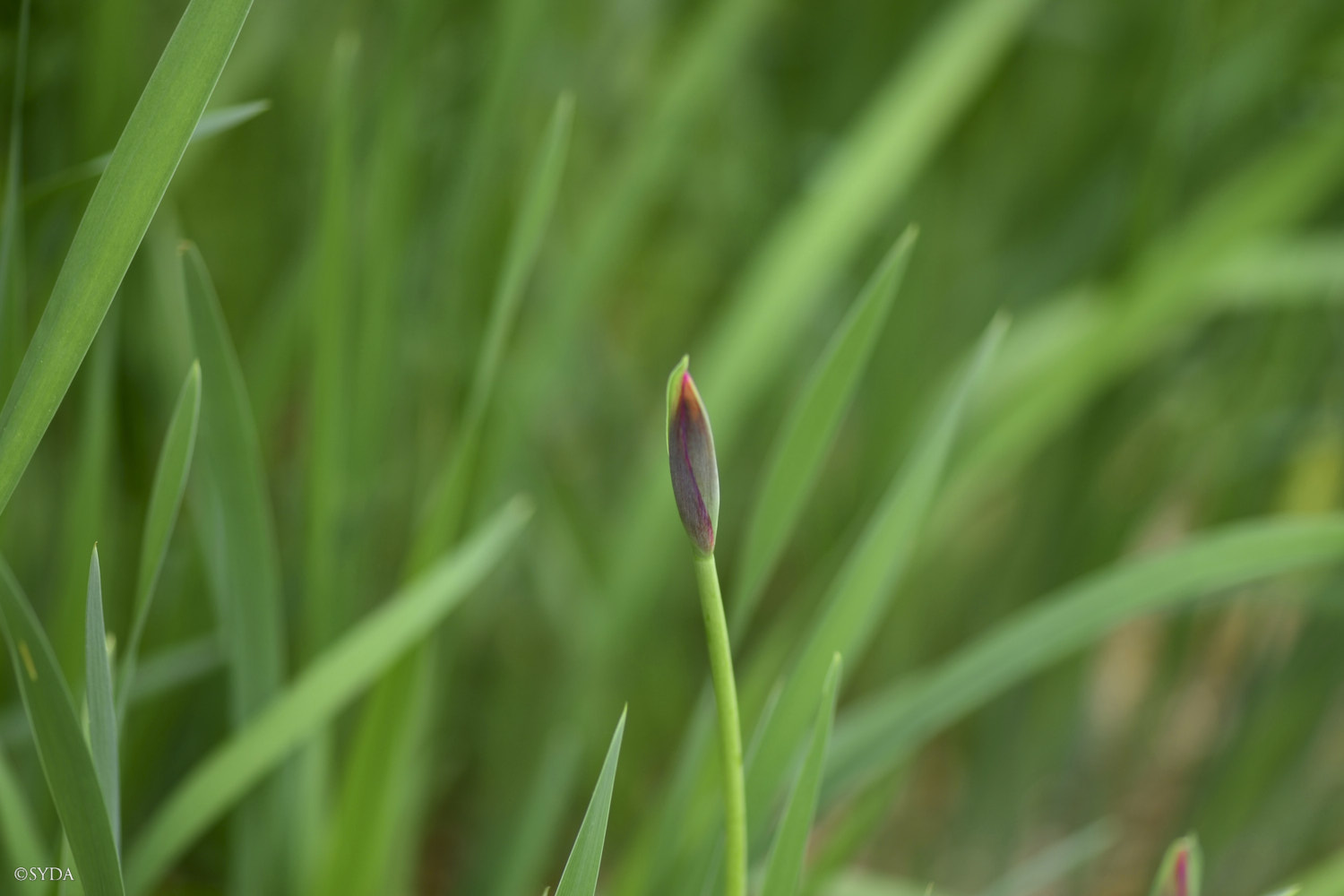 Nature Image