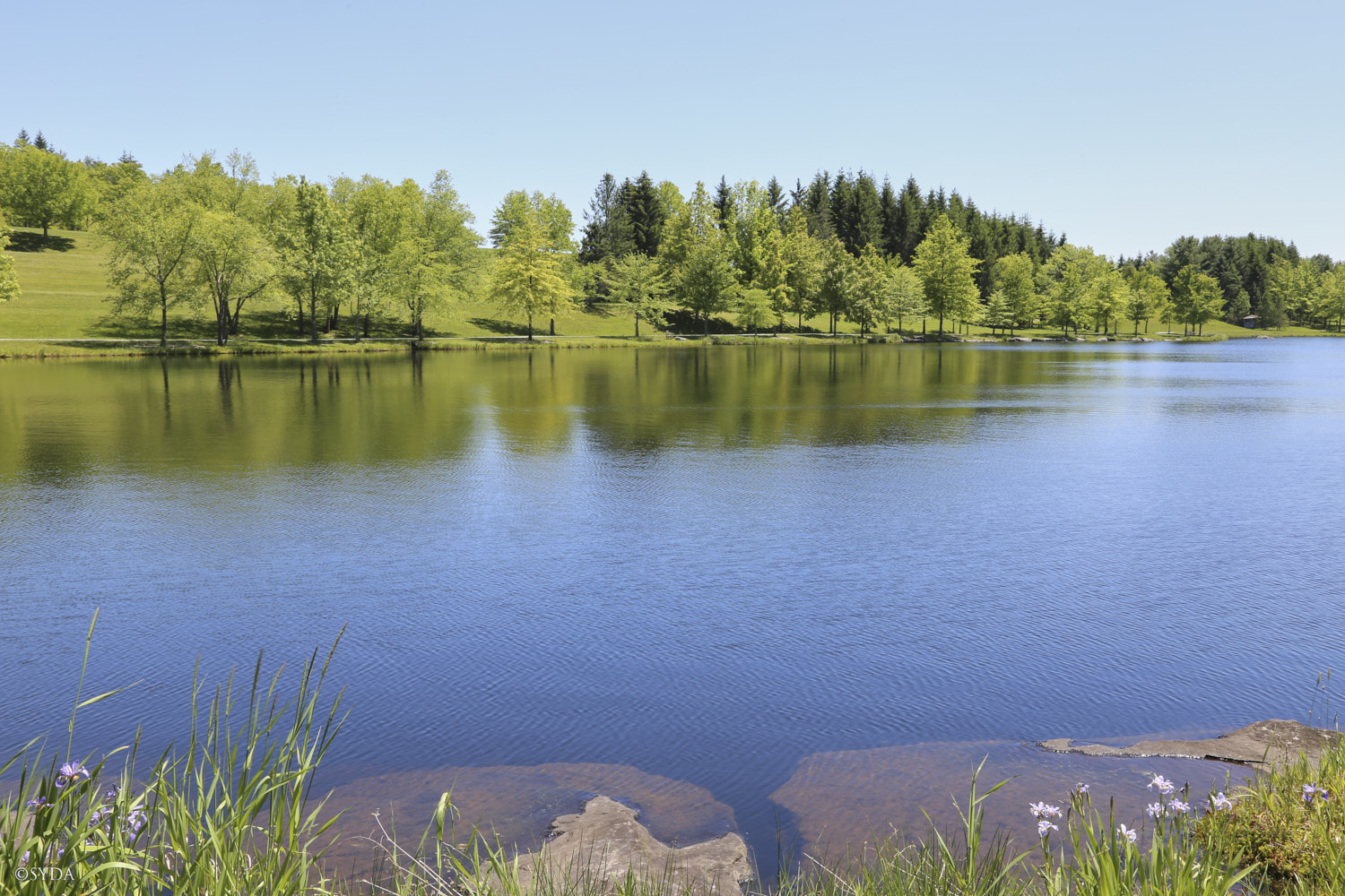 Nature Image
