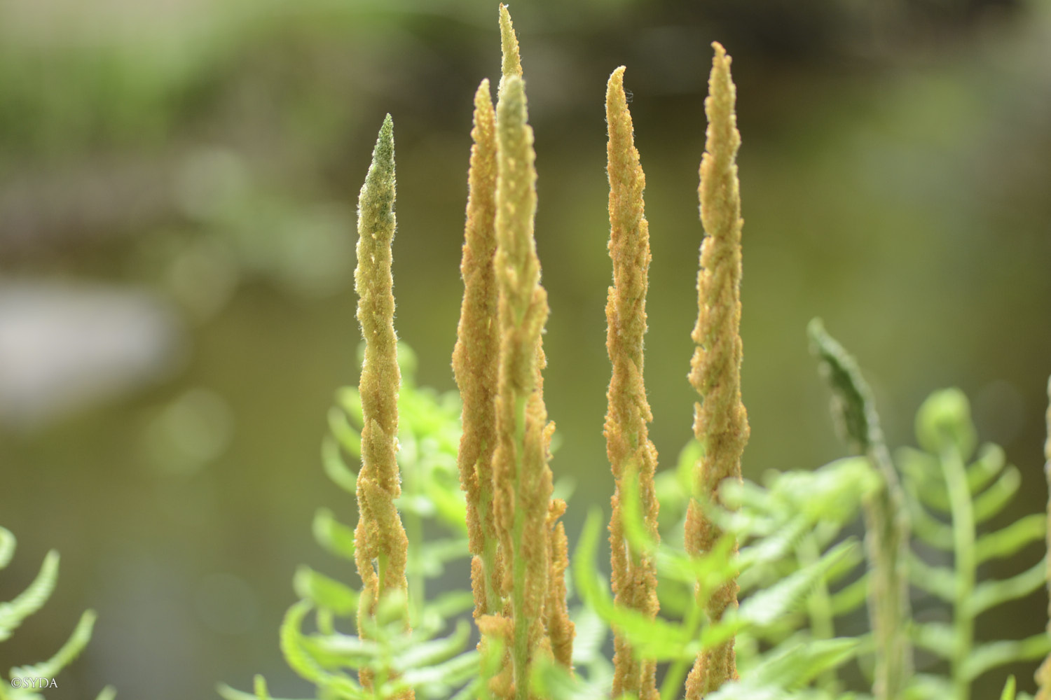 Nature Image